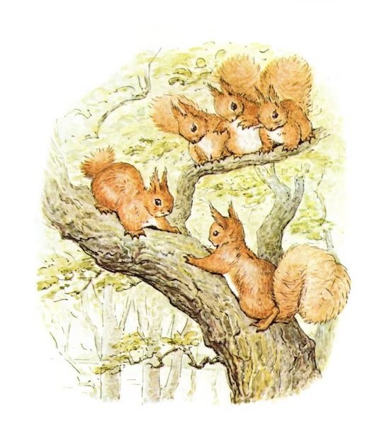 ardillas discutiendo por un lugar en la rama de un arbol